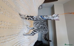 Bengal cats for sale: 🤍🖤🩶 Bengal Kittens 🩶🖤🤍 in Barnoldswick - Image 36