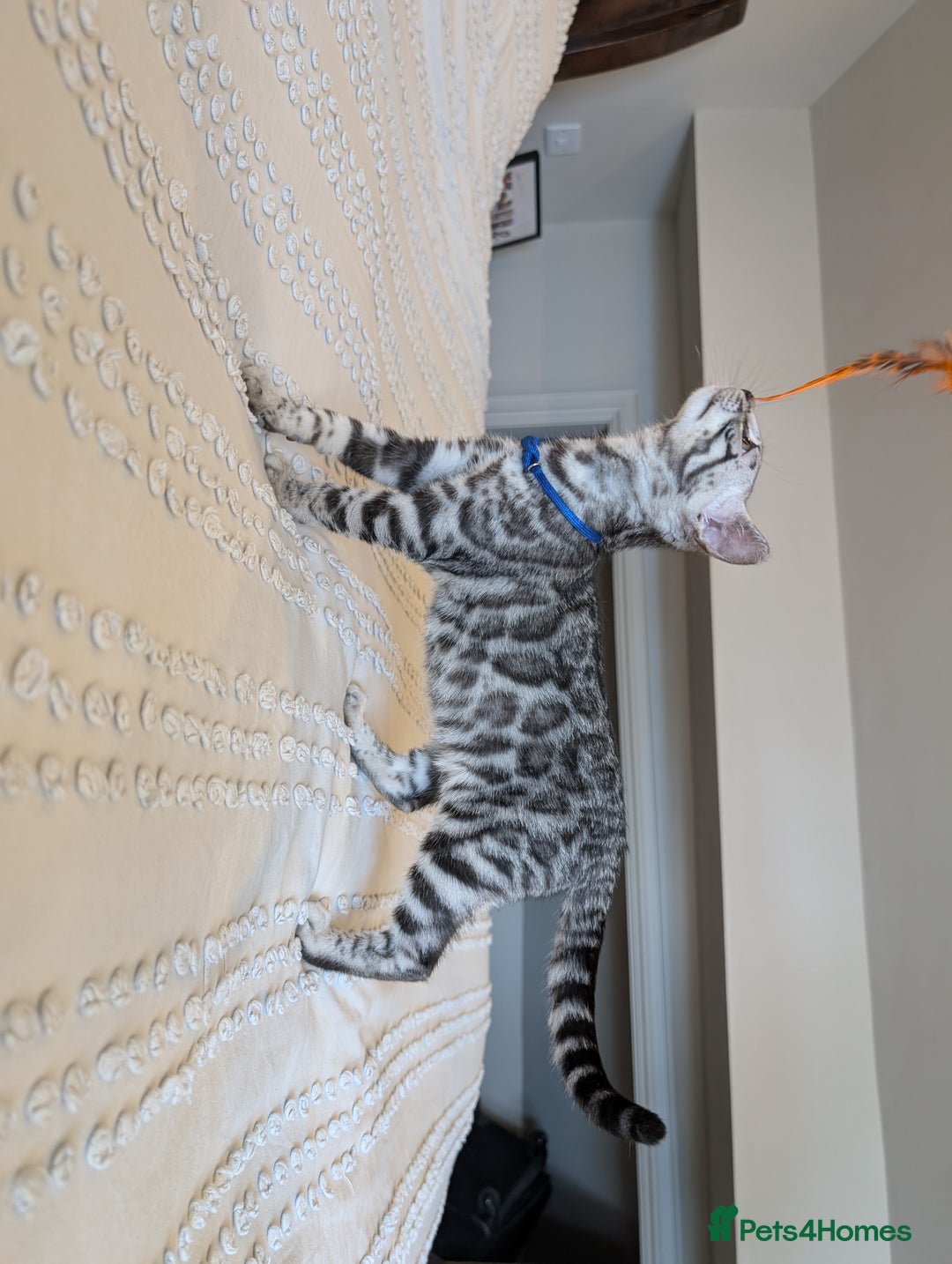 Bengal cats for sale: 🤍🖤🩶 Bengal Kittens 🩶🖤🤍 in Barnoldswick - Image 36