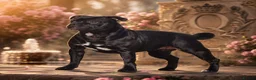 Staffordshire Bull Terrier dogs for sale: 24 years experience, 5⭐️rated licensed registered. - Advert 4