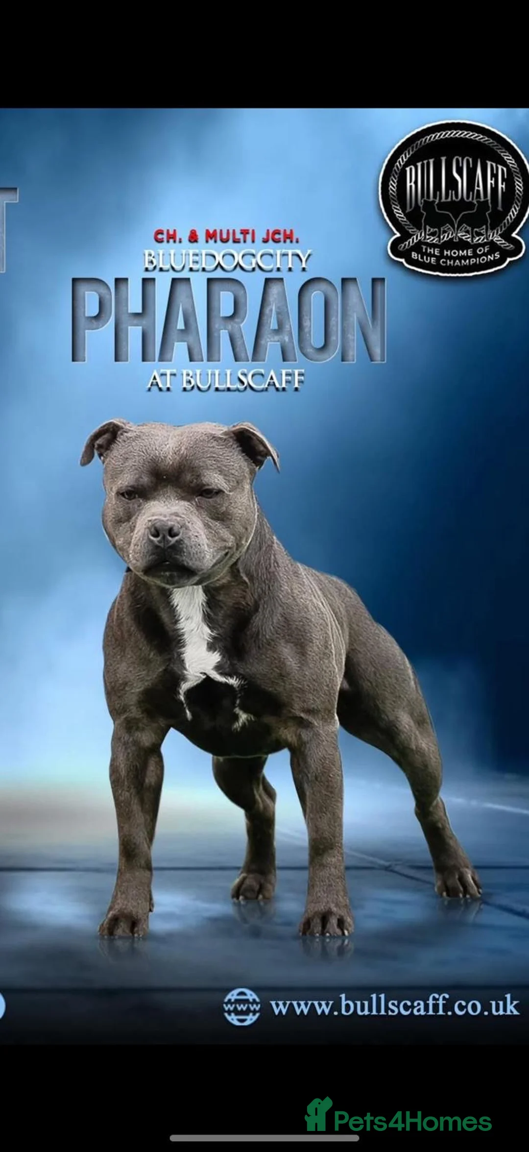 Staffordshire Bull Terrier dogs for sale: Stunning litter of 6 blue KC Staffy’s   - Advert 2