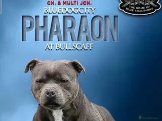 Staffordshire Bull Terrier dogs Stunning litter of 6 blue KC Staffy’s - Advert 2