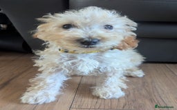 Poodle dogs for sale: ⭐ READY⭐ Reduced Adorable poodles puppies  in Margate - Image 28