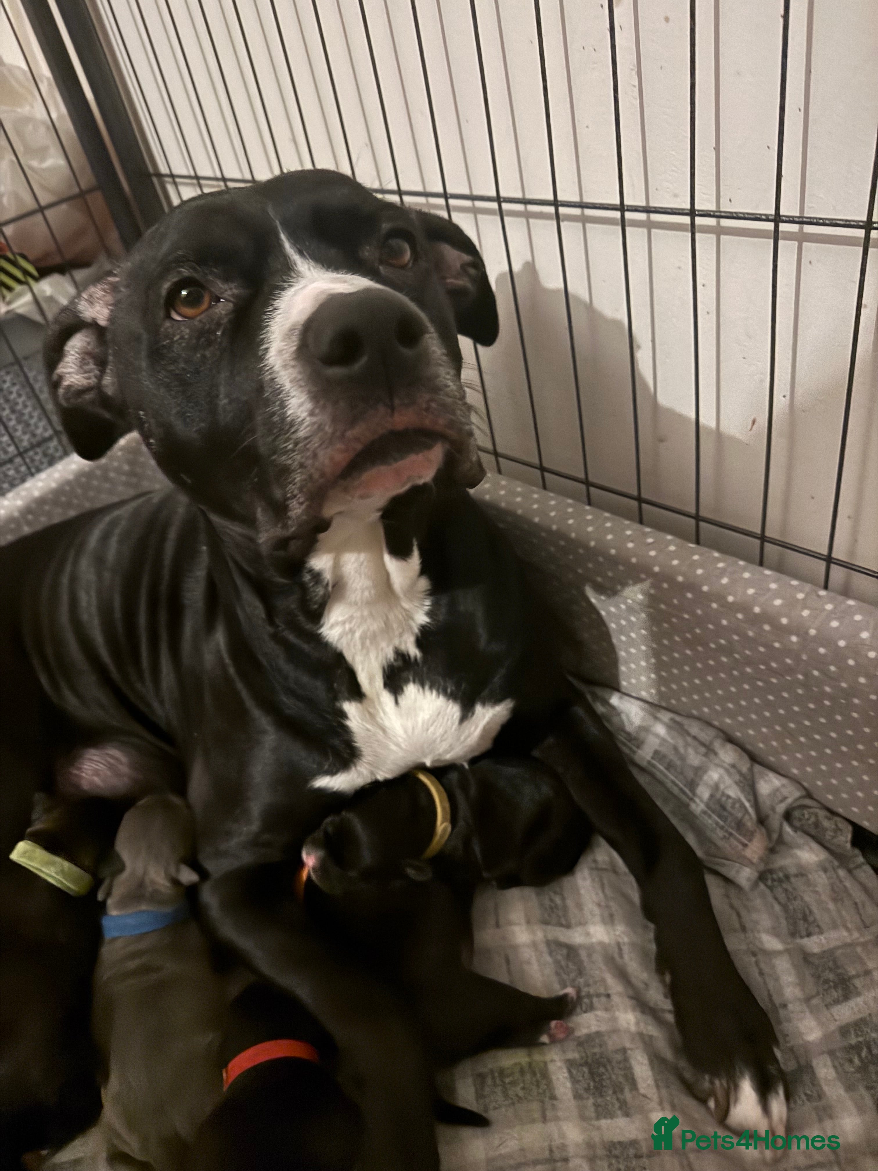 Staffordshire Bull Terrier dogs Gorgeous staffy puppies  - Advert 1