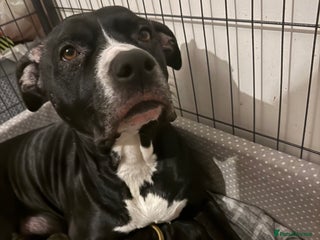 Staffordshire Bull Terrier dogs Gorgeous staffy puppies - Advert 1