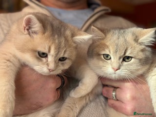 British Shorthair cats READY Champion lines Blue Golden BSH - Advert 3