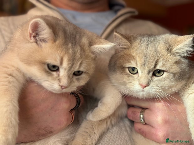 British Shorthair cats READY Champion lines Blue Golden BSH - Advert 10