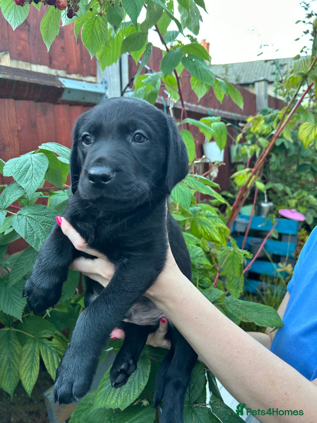 Labrador Retriever dogs for sale: Pinky Nose/olive eyes Very Unique Yellow puppy  - Image 14