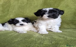 Lhasapoo dogs for sale: Lhasa Apso x Toy Poodle pups. Ready 11.09.25 - Image 25