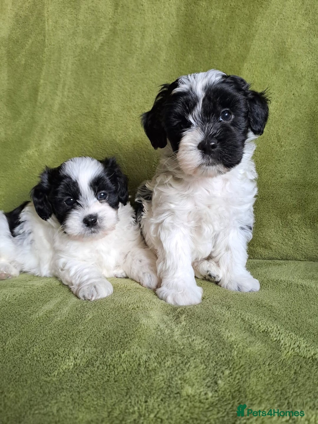 Lhasapoo dogs for sale: Lhasa Apso x Toy Poodle pups. Ready 11.09.25 - Image 25