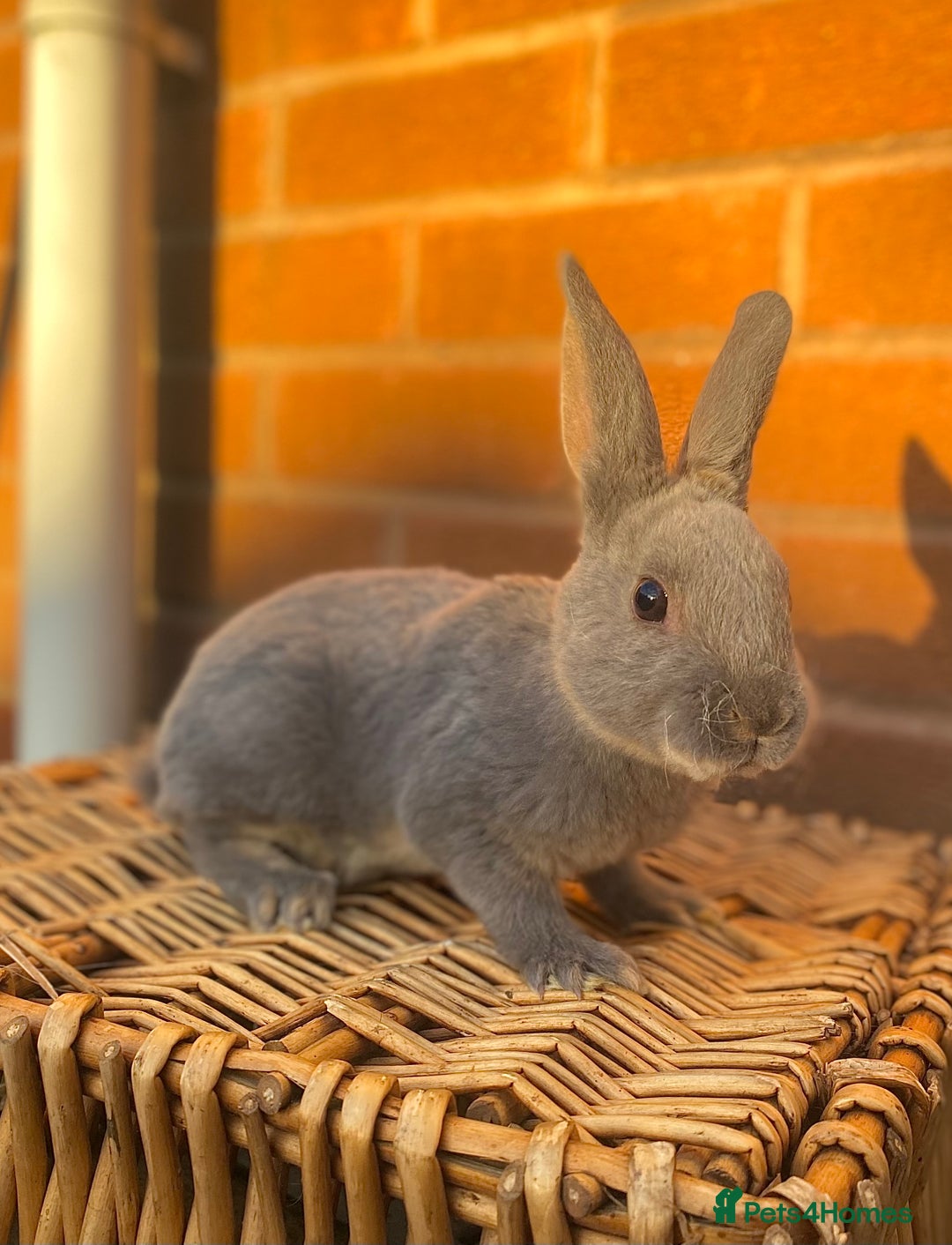 Rex rabbits for sale: Female & male otter/BEW mini rex rabbits  - Image 20