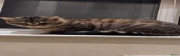 Bengal cats for sale: Male Bengal cat - Advert 4