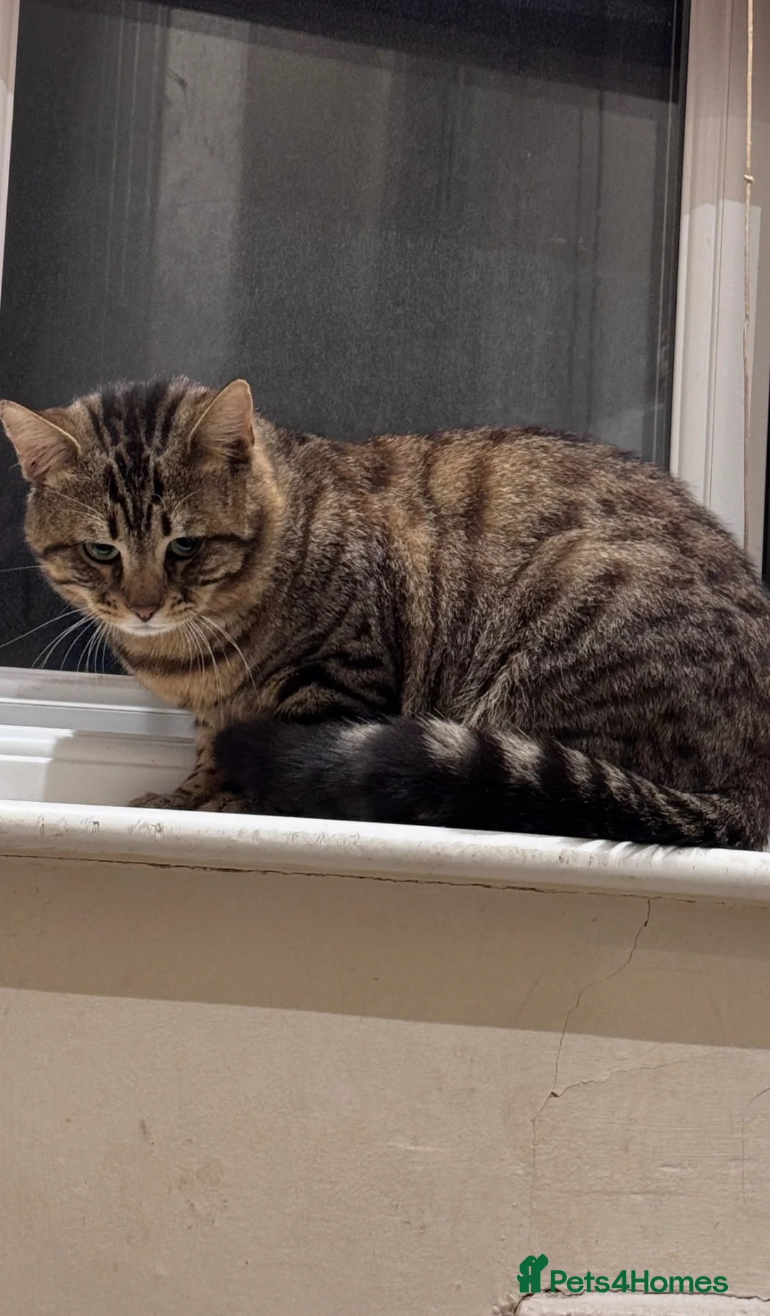 Bengal cats for sale: Male Bengal cat - Advert 4