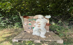 Australian Labradoodle dogs for stud: Proven extensively health tested gorgeous stud - Image 29