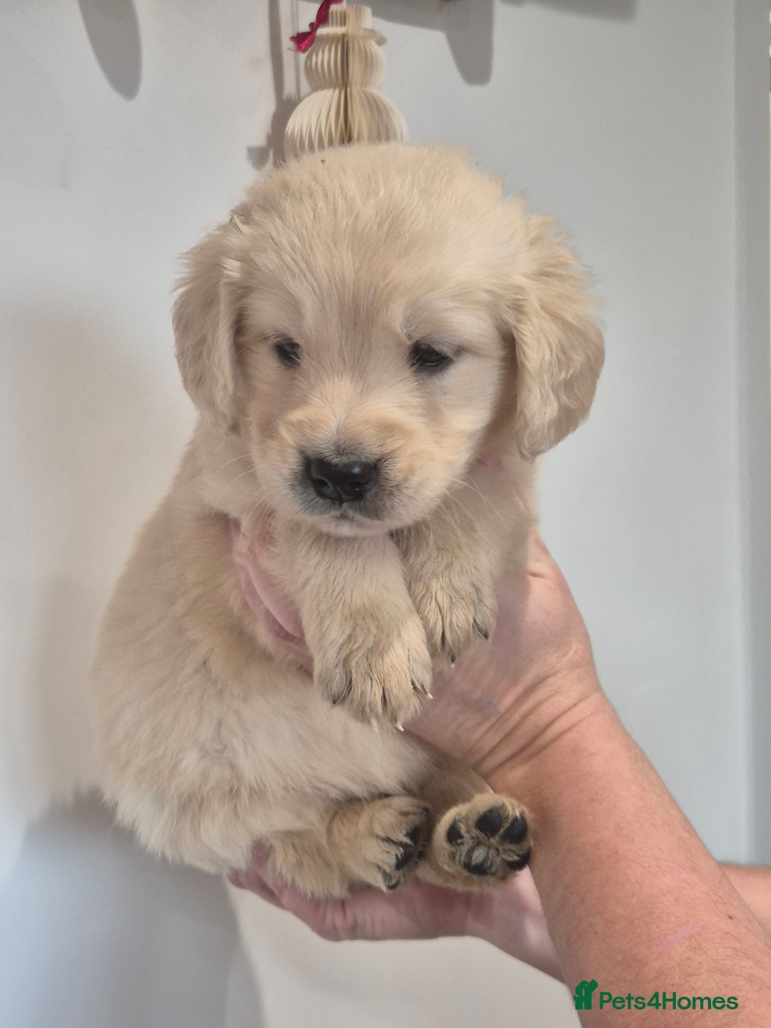 Golden Retriever dogs for sale: Golden Retriever Puppies - Advert 2