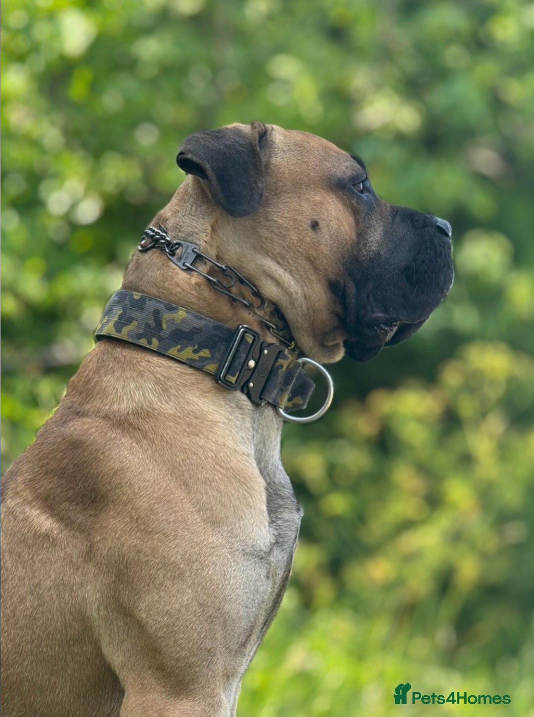 Cane Corso dogs for stud: STUD AVAILABLE  - Advert 1