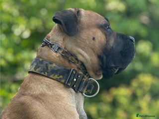 Cane Corso dogs STUD AVAILABLE - Advert 16