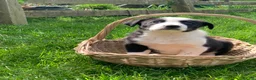 Border Collie dogs for sale: Border collie pups from working farm  - Advert 8