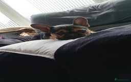 French Bulldog dogs for sale: Black&Tan french bulldog  - Image 2
