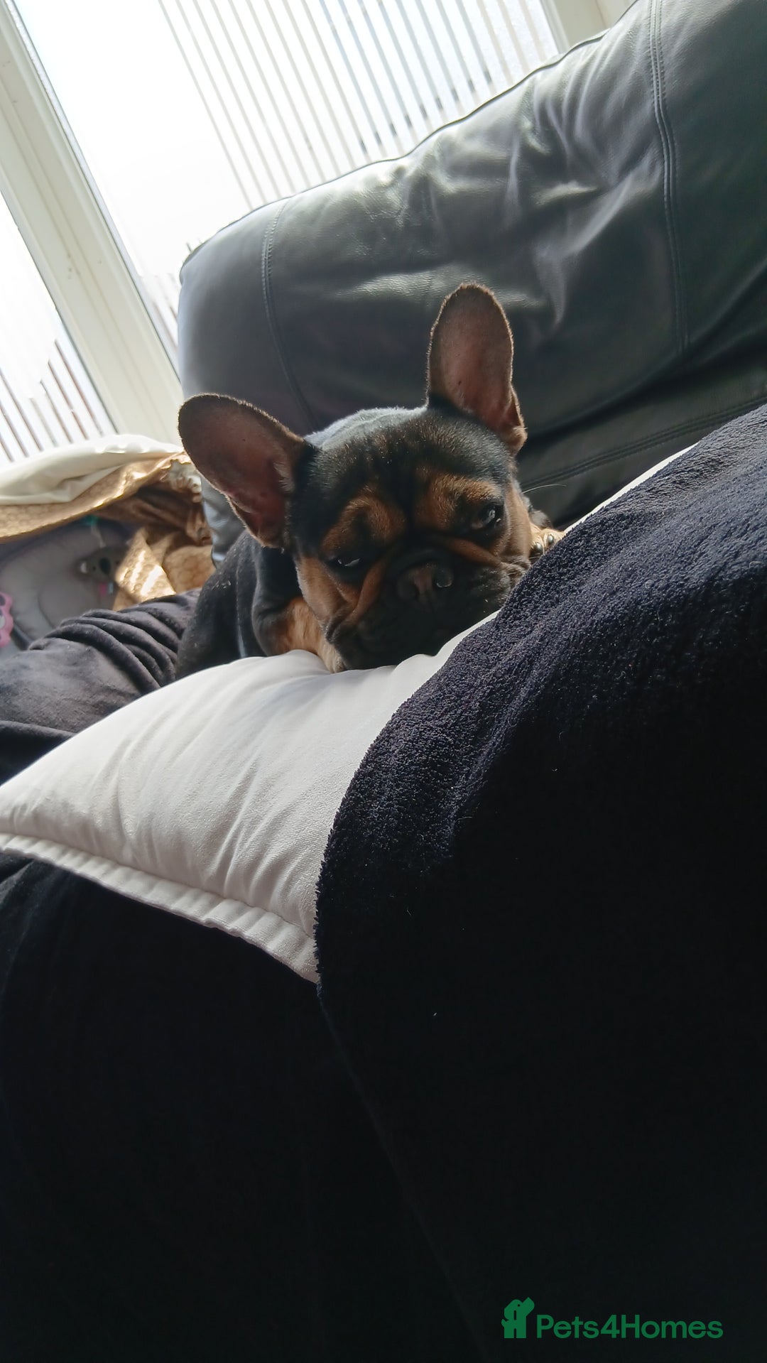 French Bulldog dogs for sale: Black&Tan french bulldog  - Image 2