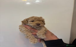 Toy Poodle dogs for sale: 🤩 4 stunning toy poodles 🤩 - Image 4