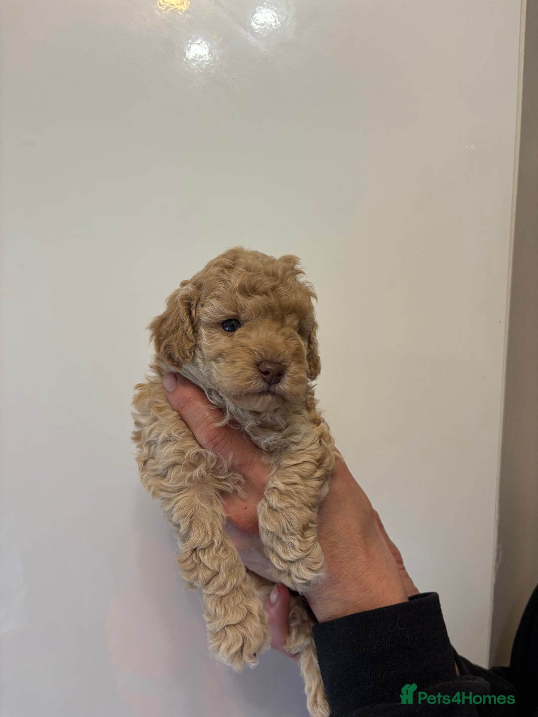 Toy Poodle dogs for sale: 🤩 4 stunning toy poodles 🤩 - Image 4