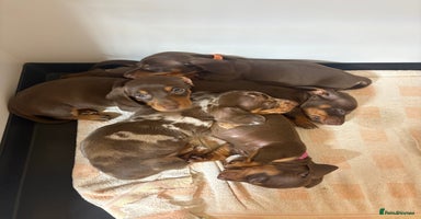 Miniature Dachshund dogs - Advert 12