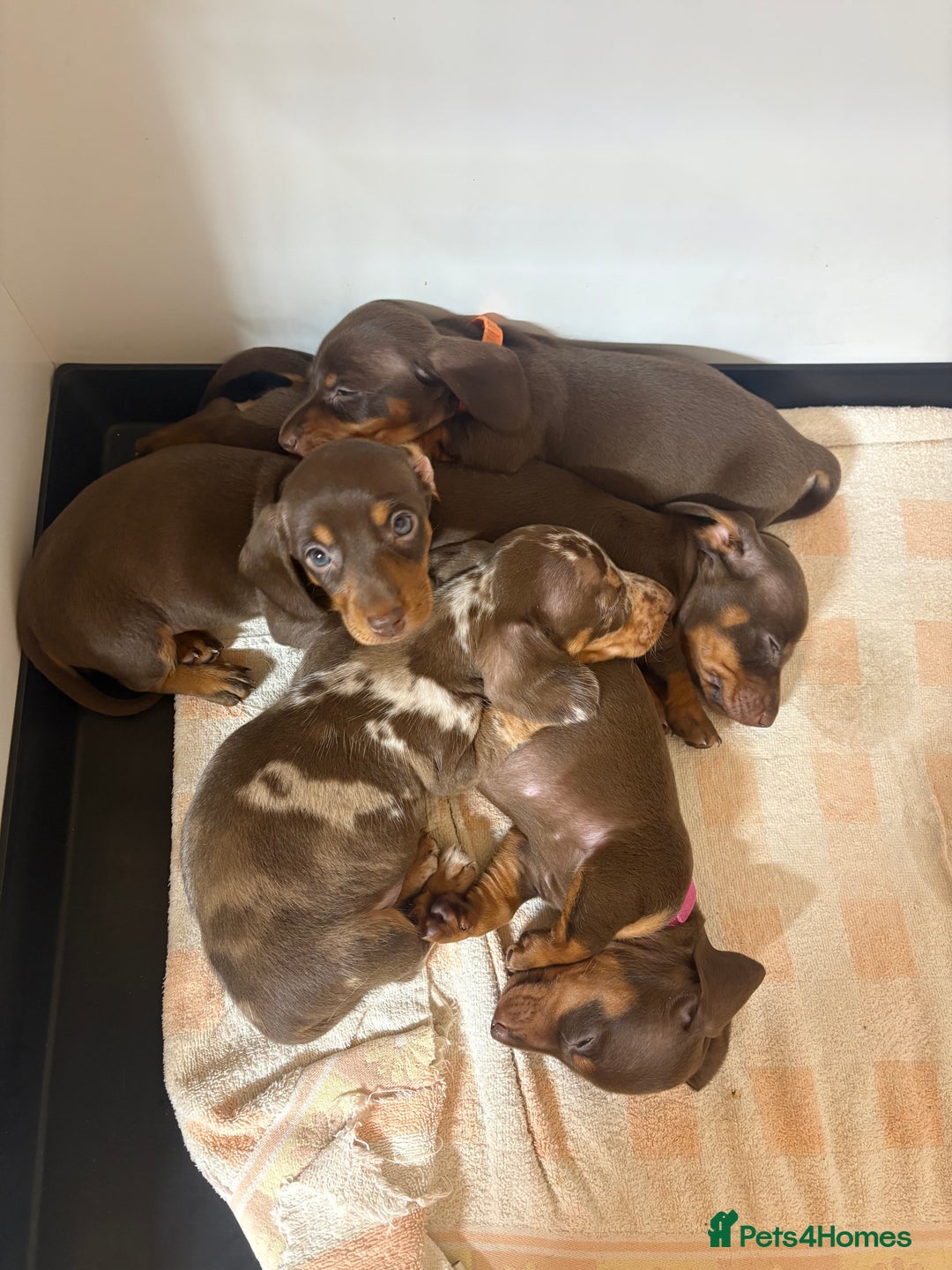 Miniature Dachshund dogs for sale: 🤩 3 Kc mini dachshund 🤩 - Advert 8