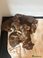 Miniature Dachshund dogs - Advert 12