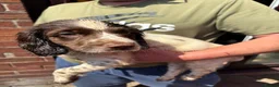 Sprocker dogs for sale: Beautiful litter of sprocker pups - Advert 6