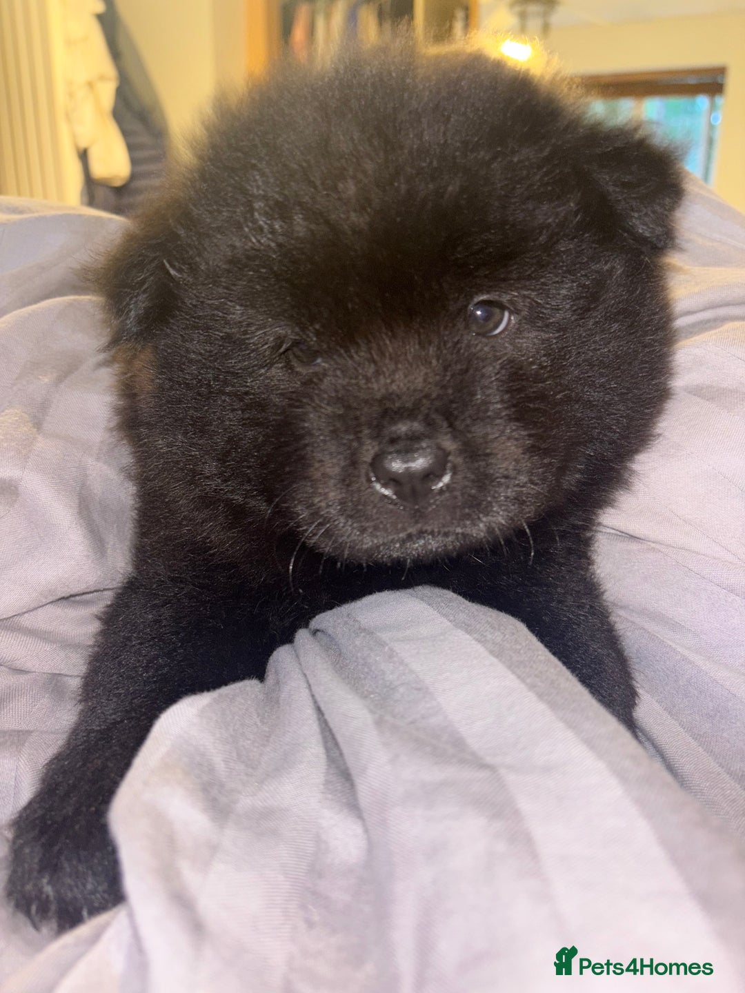 Chow Chow dogs for sale: Merle Chow Chow Pups 🐻 - Image 34