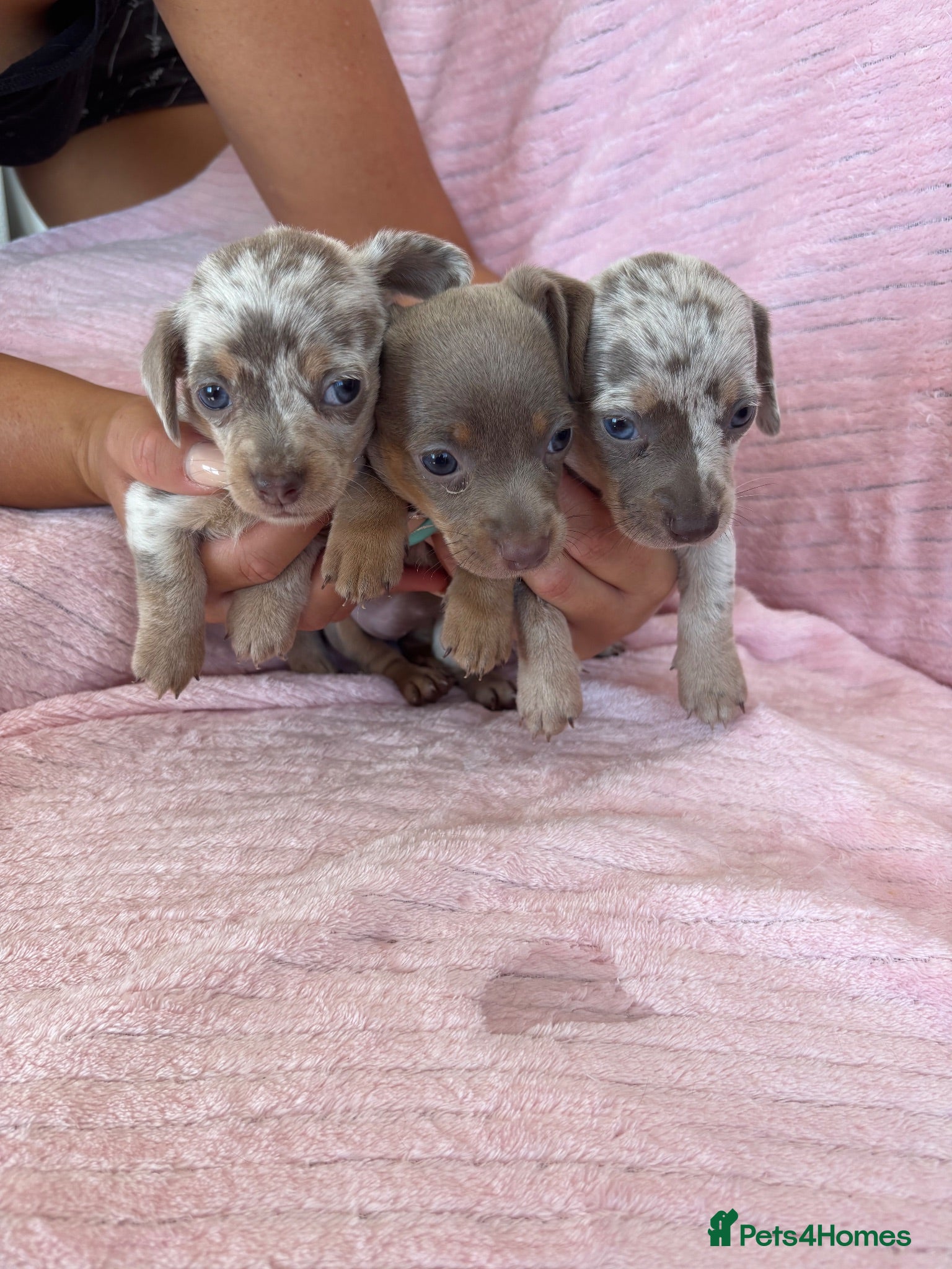 Chiweenie dogs Beautiful Chiweenie Puppies!! - Advert 2
