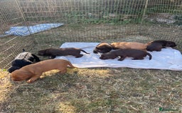 Cockerdor dogs for sale: Beautiful Cockerdor puppies for sale  - Image 13
