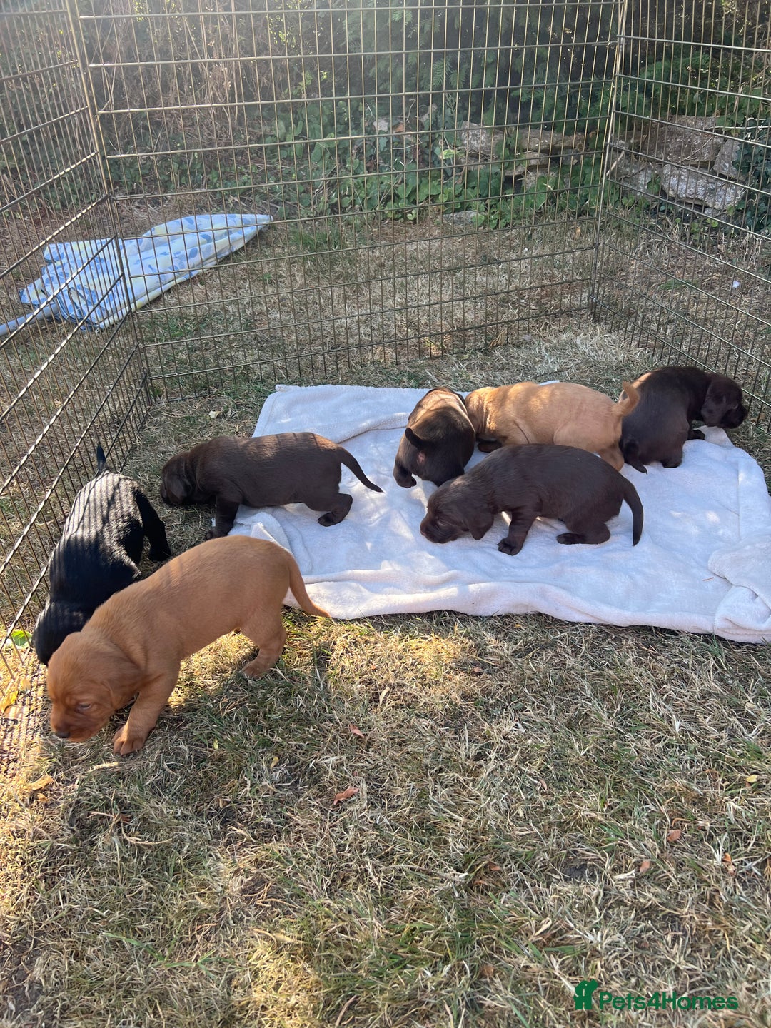 Cockerdor dogs for sale: Beautiful Cockerdor puppies for sale  - Image 13