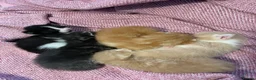 Mixed Breed cats for sale: Gorgeous Kittens Ready For Reserving  - Advert 7
