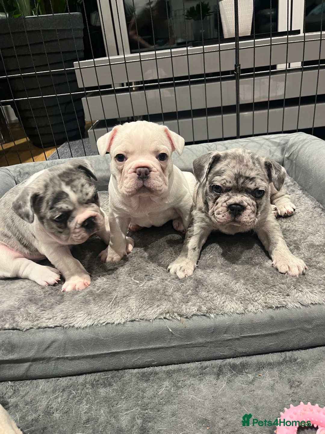 Gallery Image {{count}}