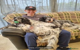 English Setter dogs for adoption: Evo and Rock - Image 13