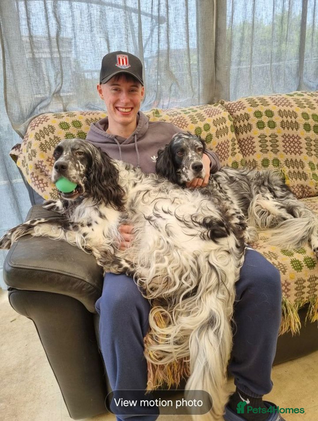English Setter dogs for adoption: Evo and Rock - Image 13