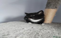 Devon Rex cats for sale: Munchkin x Devon rex  - Advert 4