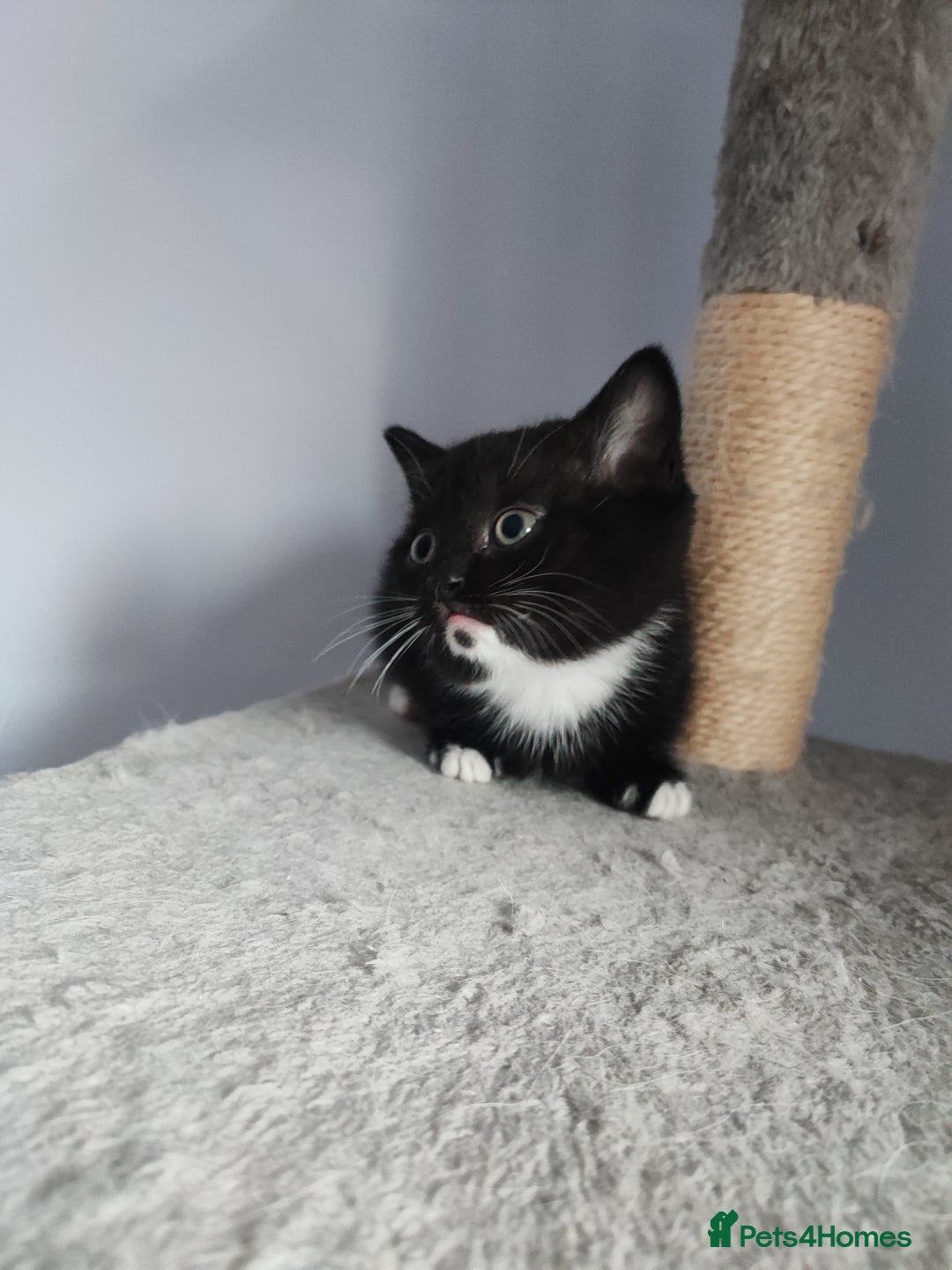 Devon Rex cats for sale: Munchkin x Devon rex  - Advert 4