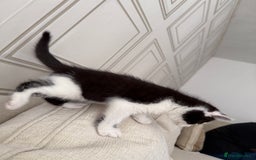 Mixed Breed cats for sale: Beautiful kittens for sale  - Image 15