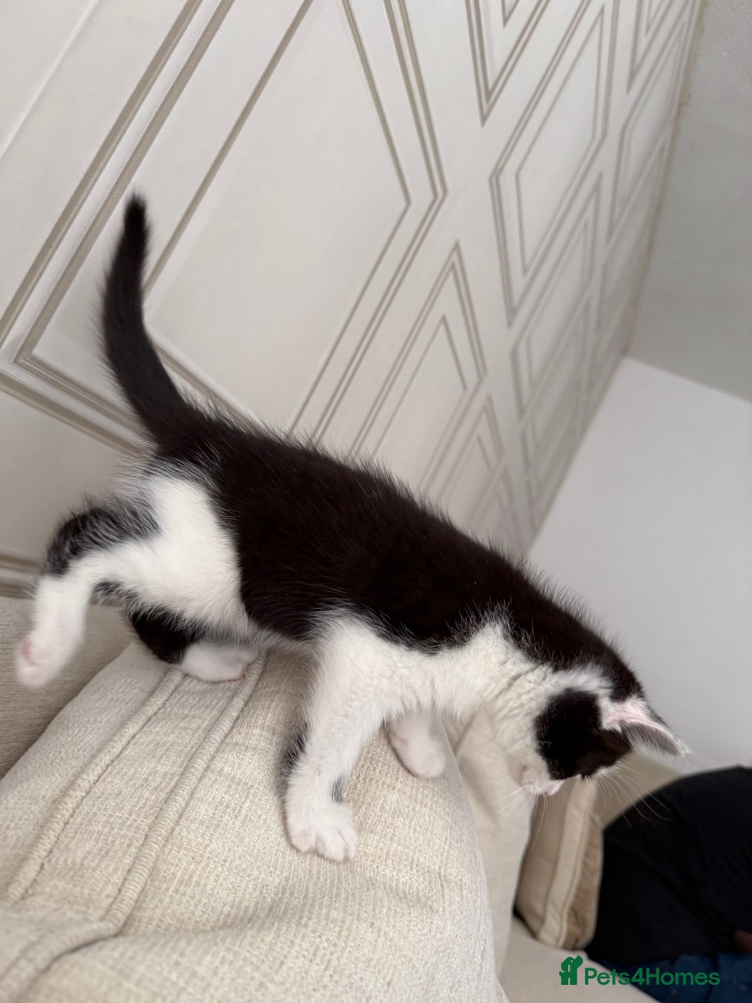 Mixed Breed cats for sale: Beautiful kittens for sale  - Image 15