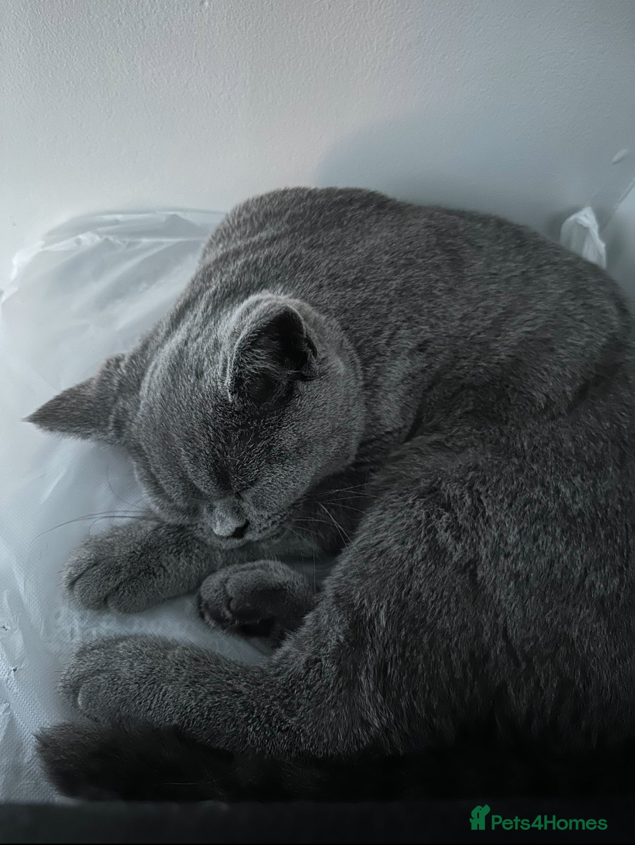 British Shorthair cats Grey British short hair, 2 years and 8 months old - Advert 1