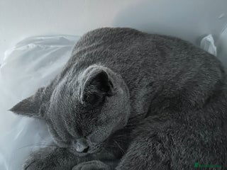 British Shorthair cats Grey British short hair, 2 years and 8 months old - Advert 1