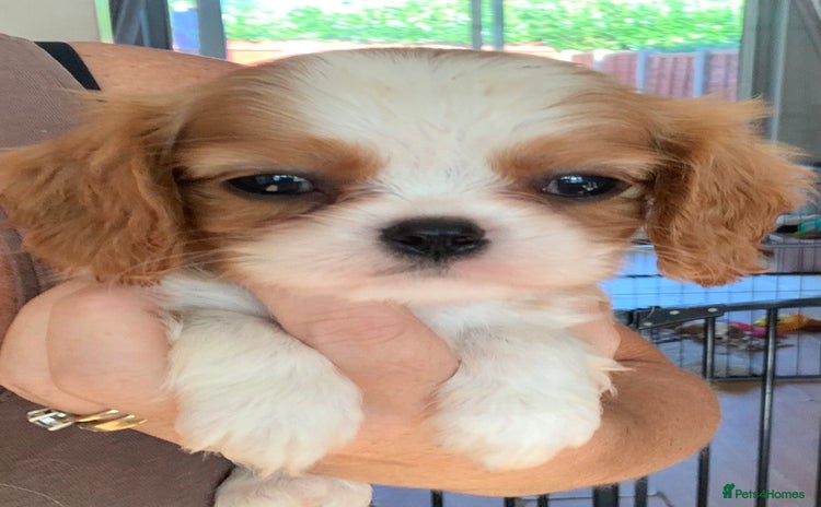 Cavalier King Charles Spaniel dogs for sale - Advert 1