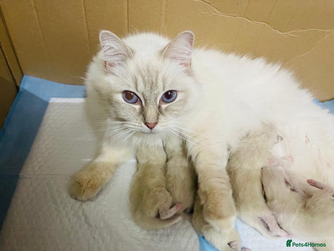 Ragdoll cats for sale: The Last Adorable Girl Ragdoll - Image 12