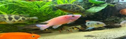 Cichlids fish for sale: Cichlids and clown loach for sale  in Ware - Advert 14