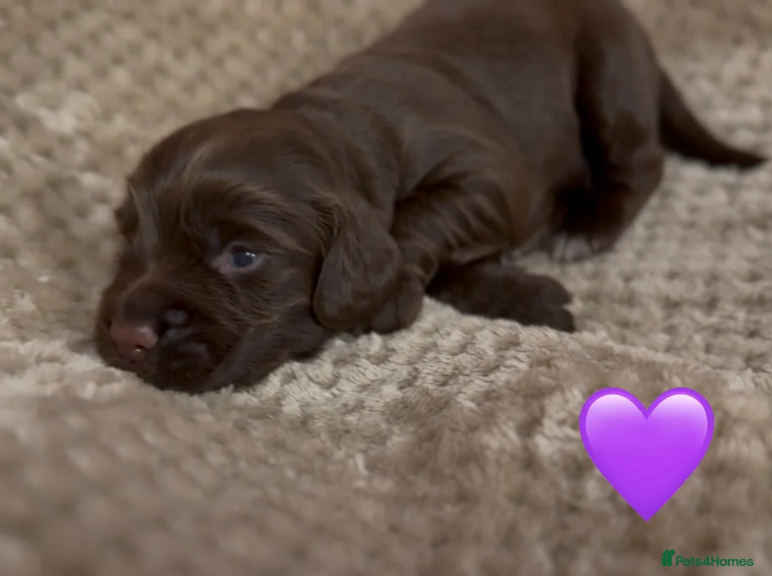 Cocker Spaniel dogs for sale: Stunning cocker spaniel pups - Advert 21