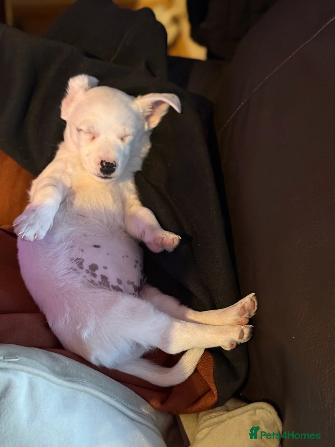 Jack Russell dogs for sale: Jack Russell  - Advert 2