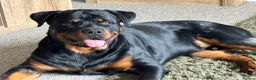 Rottweiler dogs for stud: Gorgeous boy for stud - Advert 3