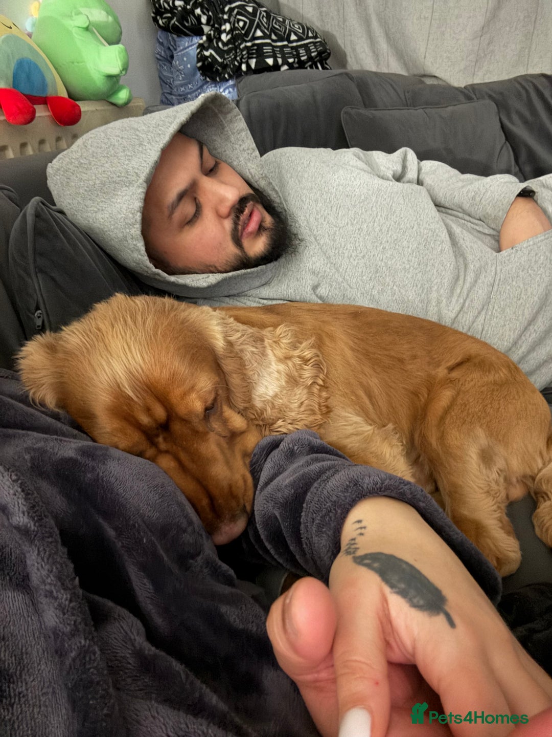 Cocker Spaniel dogs for sale: (Almost) 2 Year Old Cocker Spaniel Boy 🩵 - Advert 13